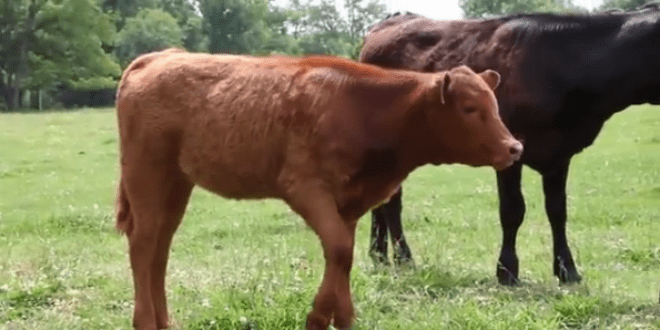 Christians help Jews Search for Red Heifer to reinstate Temple Service