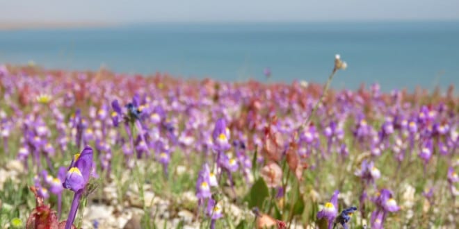 Dead Sea Blooms Floral Wonderland for First Time: Ezekiel’s Prophecy Coming to Fruition?