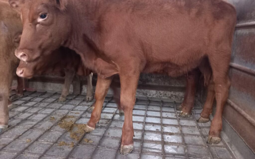 ISRAEL365 EXCLUSIVE: Red Heifers arrive in Israel [WATCH]