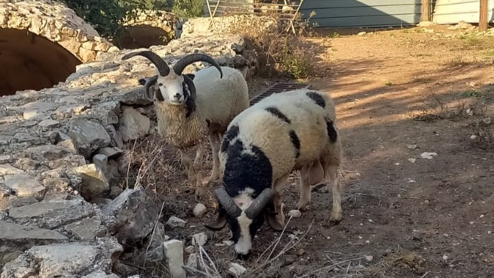 Jacob’s Sheep arrive at Beit El (House of God)